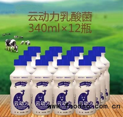 云动力乳酸菌饮品发酵乳饮料